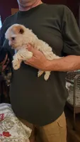 C J, a female Yorkshire Terrier for sale in Young Harris, GA – 5 of 8