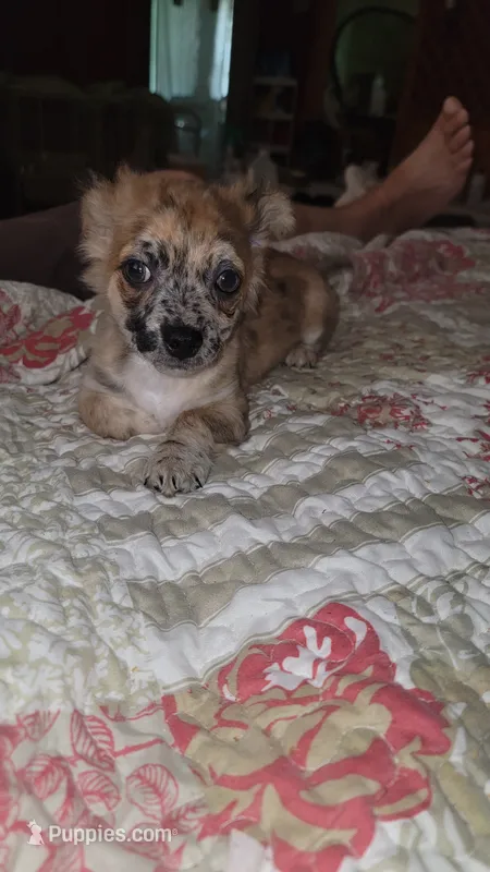 Rip – Chihuahua puppy for sale in Young Harris, GA