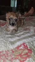 Rip, a male Chihuahua for sale in Young Harris, GA – 1 of 10
