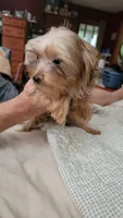 Karamo, a male Yorkshire Terrier for sale in Young Harris, GA – 4 of 4