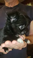 TY, a male Chihuahua for sale in Young Harris, GA – 3 of 5