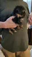 Morgan, a female Yorkshire Terrier for sale in Young Harris, GA – 1 of 5