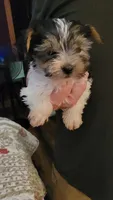 AL, a male Yorkshire Terrier for sale in Young Harris, GA – 3 of 6