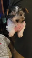 AL, a male Yorkshire Terrier for sale in Young Harris, GA – 4 of 6