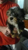 Jack, a male Yorkshire Terrier for sale in Young Harris, GA – Photo 5 of 7