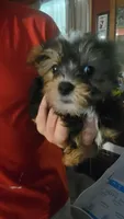 Jack, a male Yorkshire Terrier for sale in Young Harris, GA – Photo 1 of 7