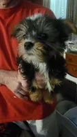 Jack, a male Yorkshire Terrier for sale in Young Harris, GA – Photo 2 of 7