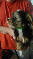 Jack, a male Yorkshire Terrier for sale in Young Harris, GA – Photo 7 of 7