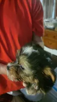 Jack, a male Yorkshire Terrier for sale in Young Harris, GA – Photo 4 of 7