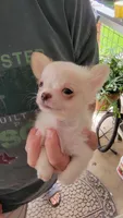 Pancake, a male Chihuahua for sale in Young Harris, GA – Photo 1 of 10