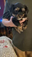 Morgan, a female Yorkshire Terrier for sale in Young Harris, GA – 5 of 5