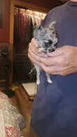 Maci, a female Chihuahua for sale in Young Harris, GA – 3 of 9