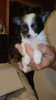Delta, a female Chihuahua for sale in Young Harris, GA – Photo 8 of 10