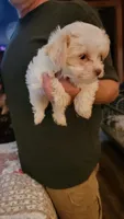 C J, a female Yorkshire Terrier for sale in Young Harris, GA – 6 of 8