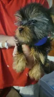 Dylan, a male Yorkshire Terrier for sale in Young Harris, GA – Photo 4 of 4