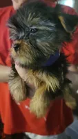 Dylan, a male Yorkshire Terrier for sale in Young Harris, GA – Photo 2 of 4