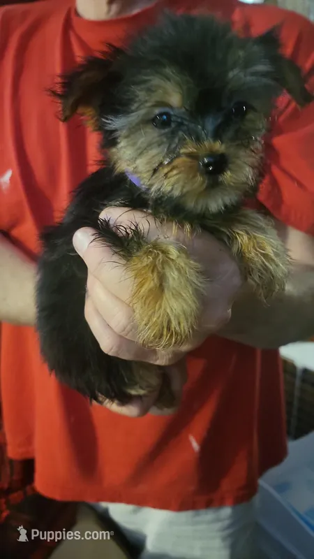 Dylan – Yorkshire Terrier puppy for sale in Young Harris, GA