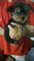 Dylan, a male Yorkshire Terrier for sale in Young Harris, GA – Photo 1 of 4