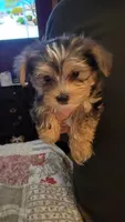 Keelon, a male Yorkshire Terrier for sale in Young Harris, GA – 2 of 5