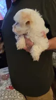 C J, a female Yorkshire Terrier for sale in Young Harris, GA – 2 of 8
