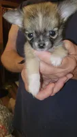 Corey, a male Chihuahua for sale in Young Harris, GA – 5 of 5