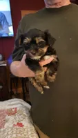 Morgan, a female Yorkshire Terrier for sale in Young Harris, GA – 4 of 5