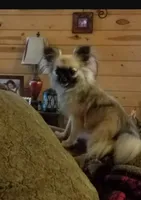 Mystery's choc tri female, a female Chihuahua for sale in Young Harris, GA – Photo 7 of 7