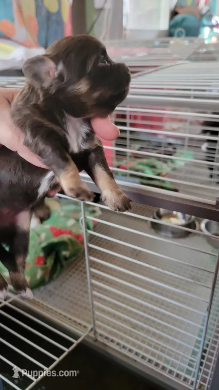 Mystery's choc tri female