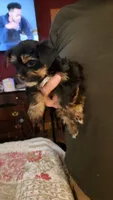 Morgan, a female Yorkshire Terrier for sale in Young Harris, GA – 3 of 5
