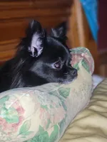 Salem female, a female Chihuahua for sale in Young Harris, GA – Photo 7 of 10