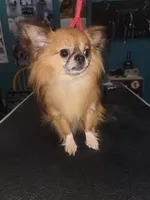 Salem female, a female Chihuahua for sale in Young Harris, GA – Photo 9 of 10