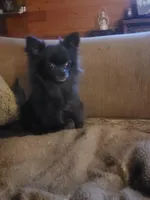 Salem female, a female Chihuahua for sale in Young Harris, GA – Photo 8 of 10