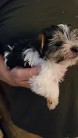 AL, a male Yorkshire Terrier for sale in Young Harris, GA – 6 of 6