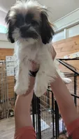 Jagger, a male Shih Tzu for sale in Young Harris, GA – Photo 4 of 4
