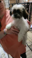 Jagger, a male Shih Tzu for sale in Young Harris, GA – Photo 2 of 4