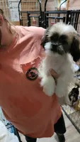 Jagger, a male Shih Tzu for sale in Young Harris, GA – Photo 1 of 4