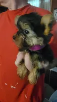 Lula, a female Yorkshire Terrier for sale in Young Harris, GA – Photo 2 of 5