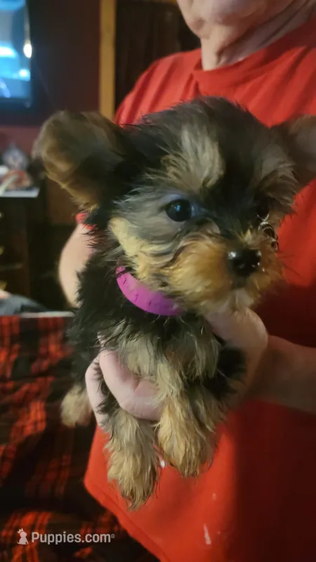 Lula – Yorkshire Terrier puppy for sale in Young Harris, GA