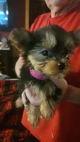 Lula, a female Yorkshire Terrier for sale in Young Harris, GA – Photo 1 of 5