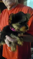 Lula, a female Yorkshire Terrier for sale in Young Harris, GA – Photo 3 of 5