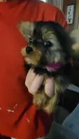 Lula, a female Yorkshire Terrier for sale in Young Harris, GA – Photo 5 of 5