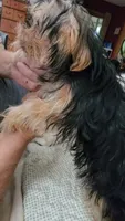 Dylan, a male Yorkshire Terrier for sale in Young Harris, GA – 3 of 7
