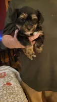 Morgan, a female Yorkshire Terrier for sale in Young Harris, GA – 2 of 5