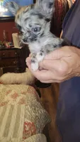 Maci, a female Chihuahua for sale in Young Harris, GA – 8 of 9