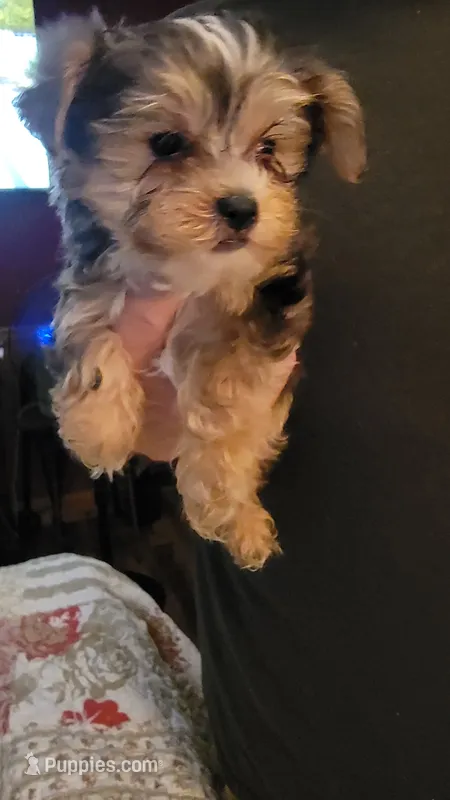 Keelon – Yorkshire Terrier puppy for sale in Young Harris, GA