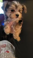 Keelon, a male Yorkshire Terrier for sale in Young Harris, GA – 1 of 5