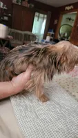 Jack, a male Yorkshire Terrier for sale in Young Harris, GA – 4 of 4