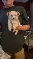 C J, a female Yorkshire Terrier for sale in Young Harris, GA – 8 of 8