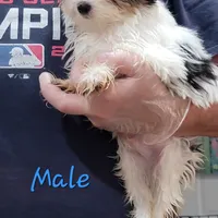 Liam, a male Yorkshire Terrier for sale in Young Harris, GA – Photo 1 of 5