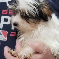 Liam, a male Yorkshire Terrier for sale in Young Harris, GA – Photo 3 of 5